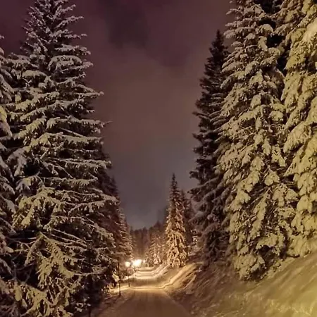 Paradizo-zlatar, 1 3*